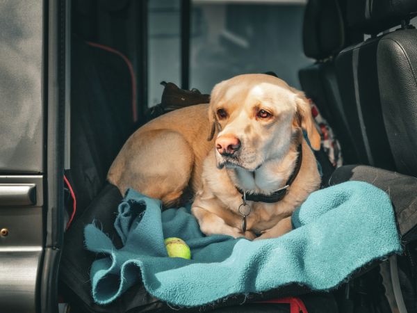 Les meilleurs coussins de voiture pour le confort de votre chien